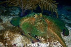 Reef Octopus photographed during a night dive in Pthe Roa... by David Gilchrist 